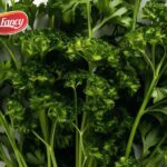 Perbedaan Coriander dan Cilantro